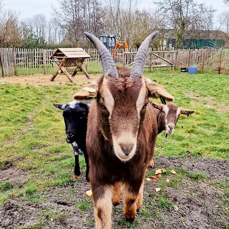 Ferienhaus Finse Woning Op De Tulpenweide Breezand