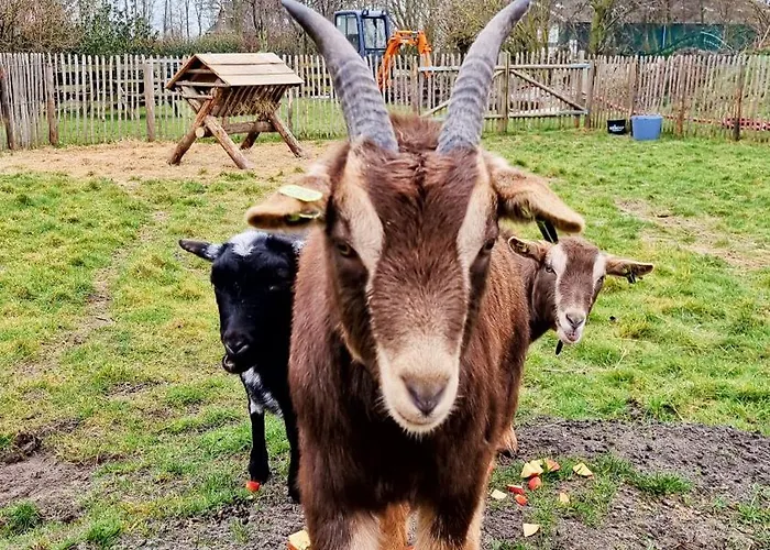 펜션 Finse Woning Op De Tulpenweide 브리잔드